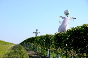 Weinberg mit der Vogelscheuche Streik ;-)